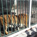 Hayvanat Bahçesi Gezi 08.03.2017 (12)