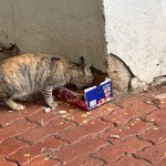 WhatsApp Image 2024-12-06 at 09.45.52 (1)